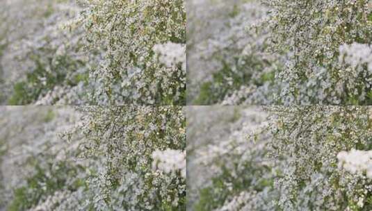 春天一丛珍珠菊一簇白色鲜花盛开高清在线视频素材下载