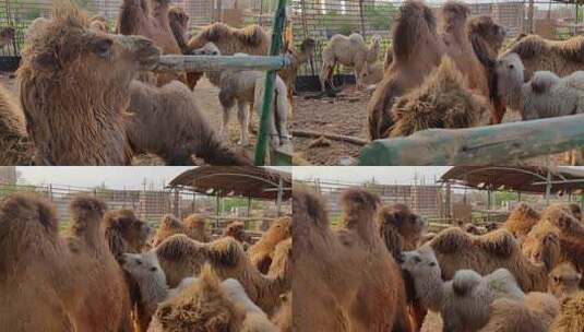 新疆吐鲁番农业养殖生产驼奶的骆驼高清在线视频素材下载
