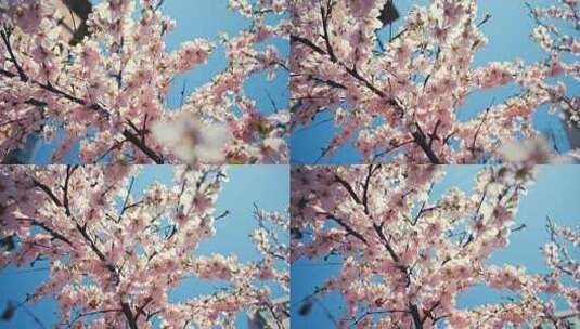 春天阳光下桃花盛开特写高清在线视频素材下载