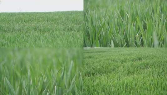 新农村农场大麦田特写一望无际绿色小麦2高清在线视频素材下载