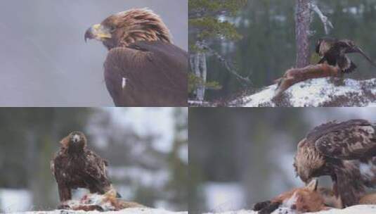 雄鹰捕食狐狸雪中进食高清在线视频素材下载