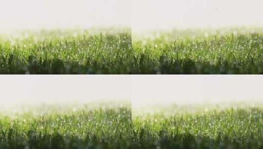 雨天花园里的小草高清在线视频素材下载