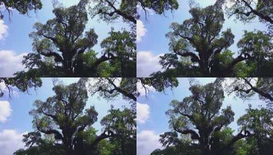 蓝天白云大树唯美风景高清在线视频素材下载
