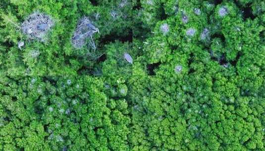 夏天树枝上的白鹭航拍高清在线视频素材下载