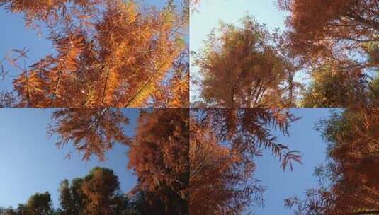 美丽的秋色唯美阳光森林早晨风景树叶高清在线视频素材下载