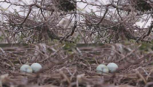 l1汕尾海丰红树林中的鸟蛋高清在线视频素材下载