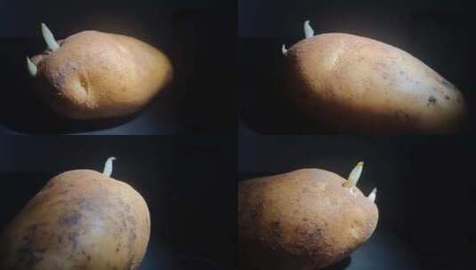发芽土豆旋转展示 Sprouting Potatoes高清在线视频素材下载