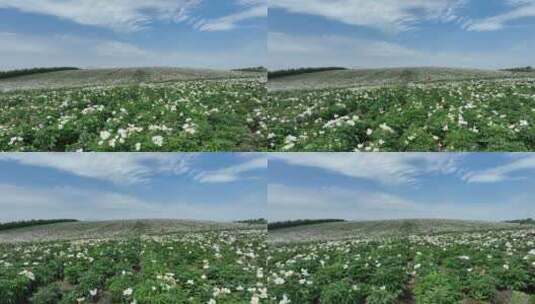 呼伦贝尔垦区种植的芍药花高清在线视频素材下载