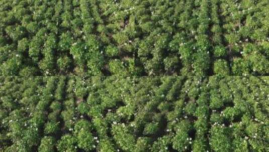 航拍芍药花海高清在线视频素材下载