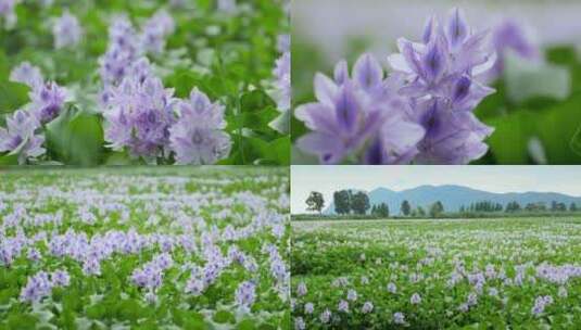 水葫芦盛开的紫色花海4k50p高清在线视频素材下载