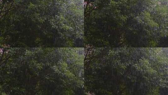 树叶绿叶下雨高清在线视频素材下载
