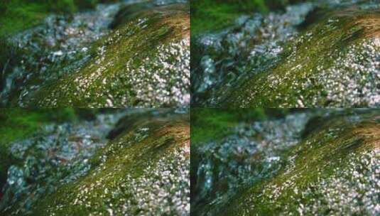 森林溪水流水花清澈山泉青苔藓小溪泉水高清在线视频素材下载