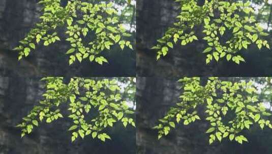 4K唯美逆光夏天植物空镜意境实拍视频高清在线视频素材下载