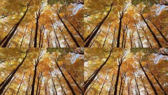 灿烂金秋-金黄的树叶高清在线视频素材下载