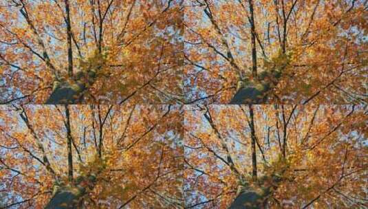 美丽的秋树高清在线视频素材下载