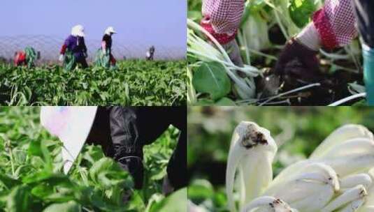 新鲜有机蔬菜农业种植生产基地视频素材高清在线视频素材下载