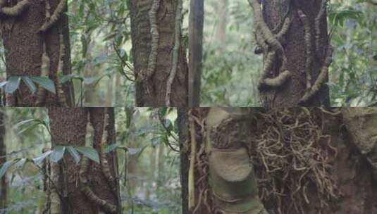 云南W普洱树木高清在线视频素材下载