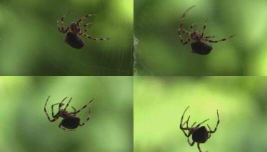 微距蜘蛛捕食高清在线视频素材下载