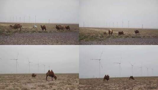 沙漠骆驼吃草高清在线视频素材下载