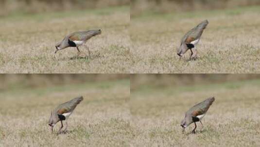 一种大胆的南方拉翅鸟，vanellus Chilensis，是在开阔的草地上觅食的视觉猎人高清在线视频素材下载