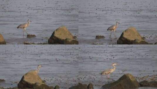 深圳湾公园的苍鹭在休憩飞翔的升格镜头高清在线视频素材下载