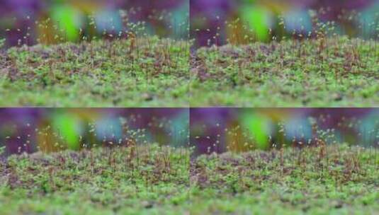 山里户外大自然苔藓微距特写镜头唯美治愈高清在线视频素材下载