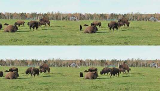 加拿大野牛，水牛高清在线视频素材下载