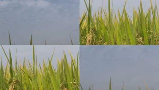 天空稻米下摇高清在线视频素材下载