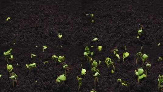 种子植物发芽生长延时摄影高清在线视频素材下载