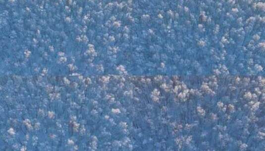 寒冬高山桦树林雪松自然风景高清在线视频素材下载