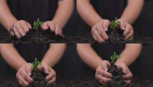 捧起土壤和树苗希望植树节高清在线视频素材下载