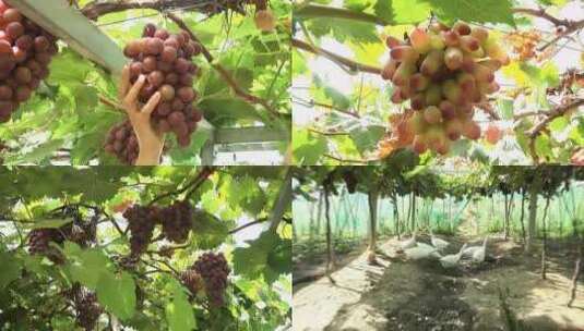 葡萄种植 林下养殖高清在线视频素材下载