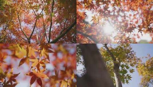 秋天红色唯美枫叶红枫树高清在线视频素材下载