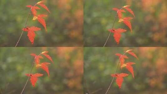 深秋的红叶高清在线视频素材下载