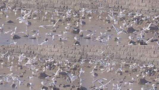 生态候鸟湿地海鸥高清在线视频素材下载