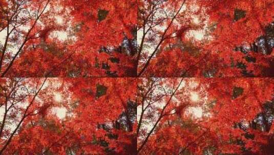 秋天阳光穿过树叶唯美红叶红枫光影高清在线视频素材下载