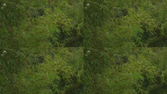 雨中竹林实拍高清在线视频素材下载