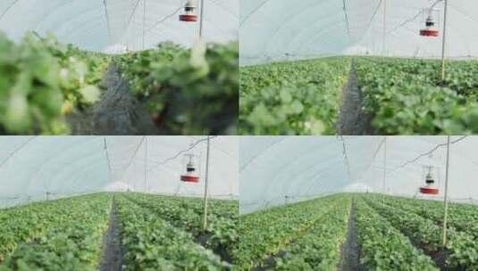 乡村振兴唯美农业草莓种植园采摘高清在线视频素材下载