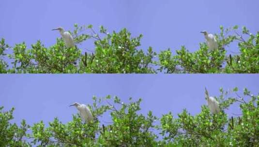 4K升格站在树梢上休息的野生白鹭高清在线视频素材下载