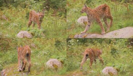 森林中的欧亚山猫（Lynx lynx）。高清在线视频素材下载