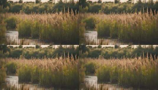 河边芦苇草丛河流植物小溪边芦苇小草植物高清在线视频素材下载