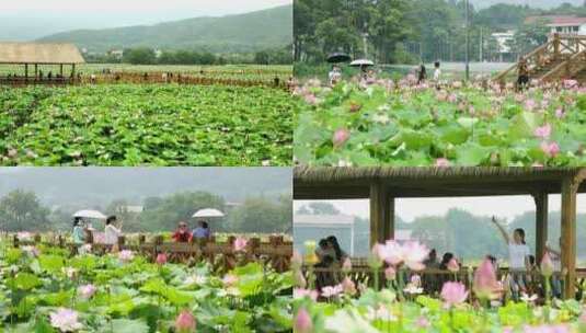 万亩莲花池高清在线视频素材下载