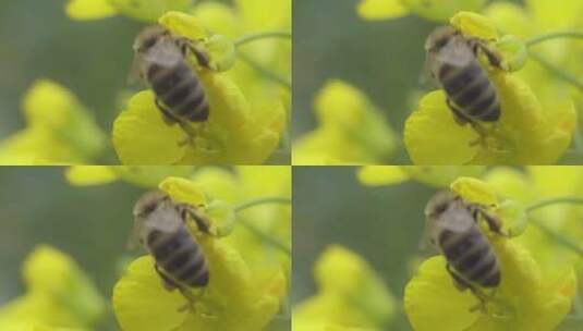 春天蜜蜂在油菜花上采蜜微距镜头高清在线视频素材下载