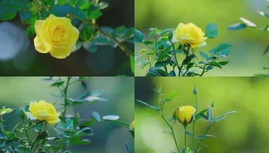 黄色月季花玫瑰花高清在线视频素材下载