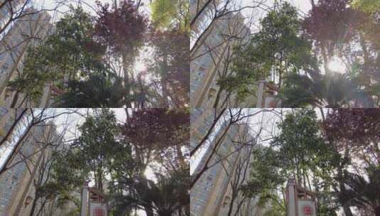 大树底下阳光穿过树叶高清在线视频素材下载
