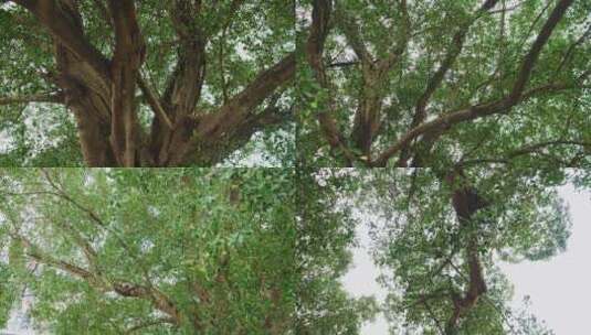 榕树大树树荫风吹绿叶高清在线视频素材下载