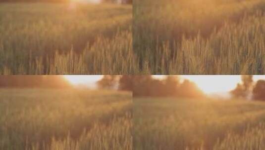 阳光下成熟的金黄色小麦高清在线视频素材下载