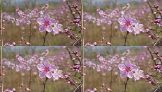 春天阳光唯美小清新花花开花桃花立春桃花高清在线视频素材下载