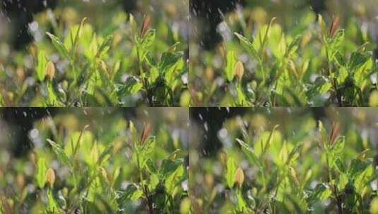 阳光雨露雨水茶园茶叶生机勃勃高清在线视频素材下载