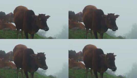 高原上的黄牛高清在线视频素材下载